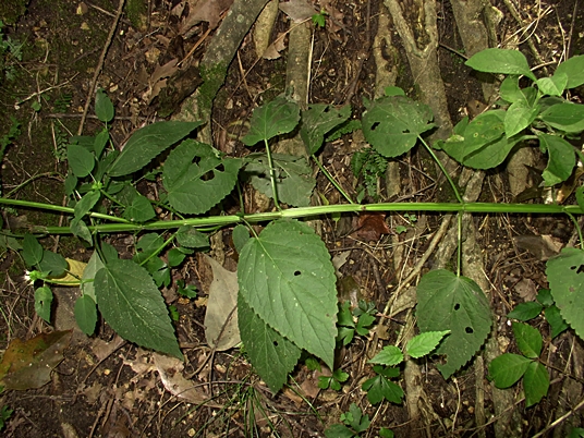 {Agastache nepetoides}